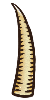 Walrus Tusk